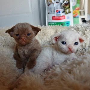 Devon rex kitten mit Stammbaum 