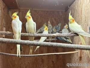 Wellensittiche , Nymphensittiche , Zebrafinken und Kanarienvögel abzugeben.