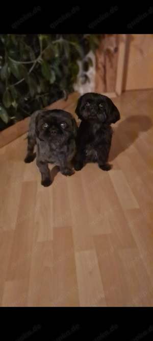 Wunderschöne Shih-tzu Welpen 