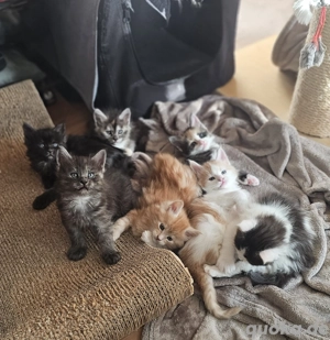 Reinrassige Maine-Coon-Kitten.