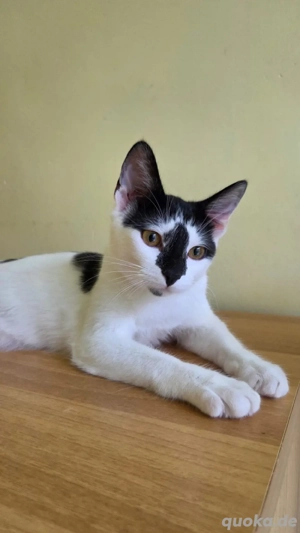 Lui der chillige Kater