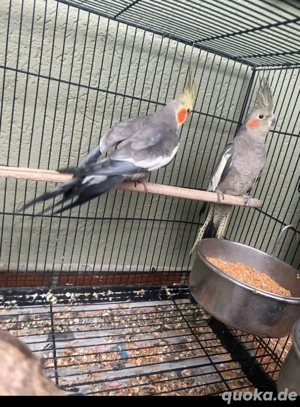 Nymphensittich pärchen