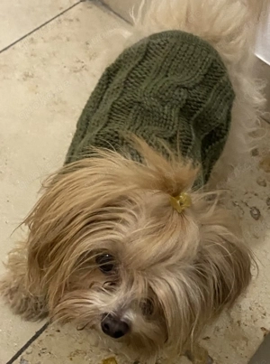 Maltipoo Farbe:cream  gold 18 Monate