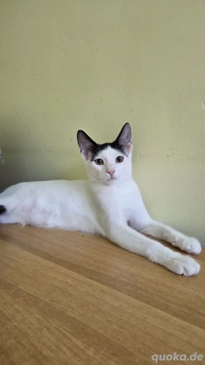 Luca ein feiner Kerl