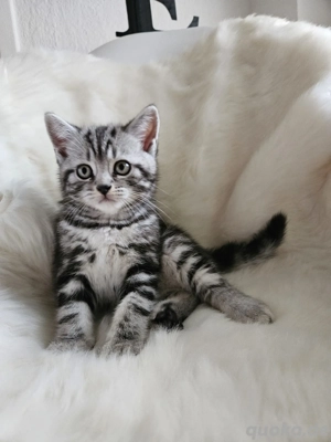 Reinrassige BKH-Kitten