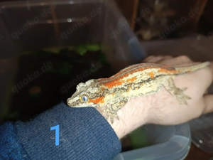Höckerkopfgecko Rhacodactylus auriculatus nz25