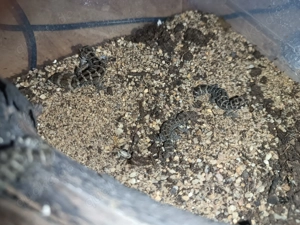 Viperngeckos (hemidactylus imbricatus) nz25