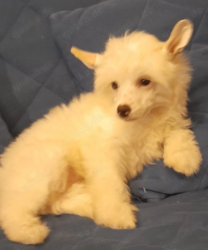 Chinese Crested Powder Puff