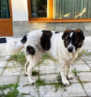 Mecho der liebe Kuschelbär