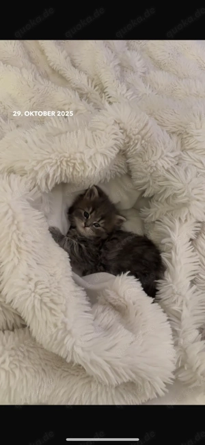 Britisch Kurzhaar mix Katzenbabys