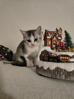 BKH Kitten weiblich und männlich Bild 4