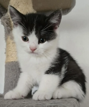 BKH Kitten weiblich und männlich Bild 3