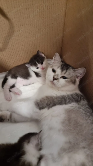 BKH Kitten weiblich und männlich Bild 7
