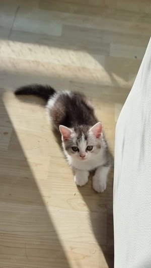 BKH Kitten weiblich und männlich