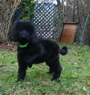 Grosspudel Welpen in schwarz 