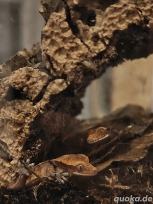 Kronengeckos  Bild 3