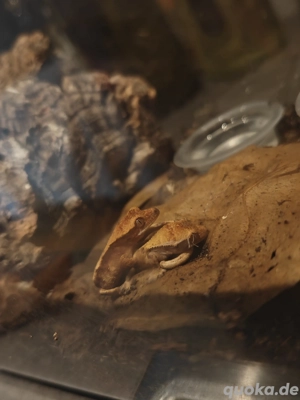 Kronengeckos 