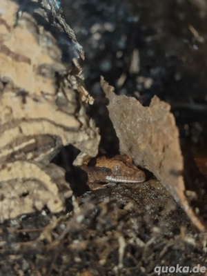 Kronengeckos  Bild 4