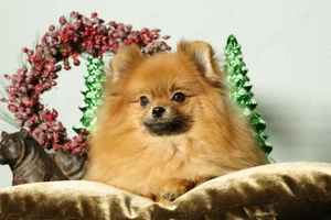 Deutscher Zwergspitz Pomeranian Welpe (Rüde) zu verkaufen