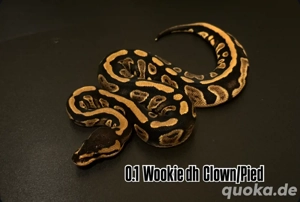 Königspython 0.1 Wookie dh Clown Pied abzugeben !!!