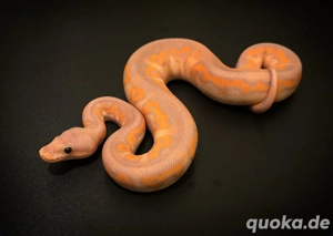 Königspython 1.0 Wookie BP Banana Clown abzugeben !!!