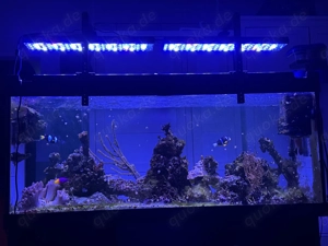 Meerwasser Aquarium komplett Auflösung 