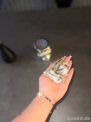 Dschungarische Hamsterbabys suchen liebevolles Zuhause