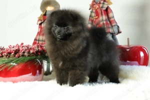Kleine, freche Zwergspitz (Pomeranian) Hündin Winnie zu verkaufen