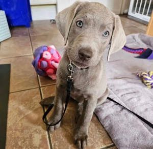 Wwkkj Cute Labrador Welpen (5)