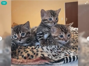 2 liebevolle Bengal Katzen zu verkaufen