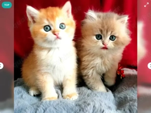 Reinrassige BKH Kitten mit Stammbaum