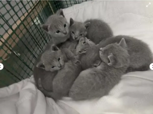Russisch Blau Kitten