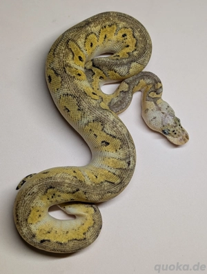 0.1 Bongo Pastel Clown  Bild 3