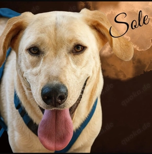 Sole, a.d.Tierschutz, sucht liebes Zuhause 