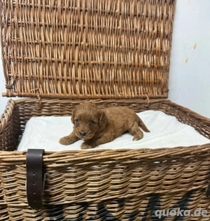 Cockerpoo-Welpen mit umfassenden DNA-Gesundheitstests