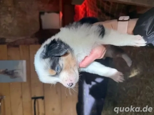 Aussie Welpen 