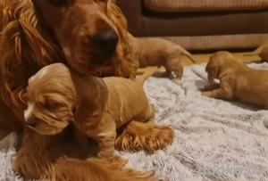 Goldener Cocker Spaniel abzugeben,