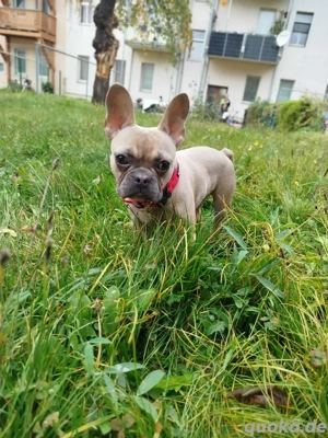 Französische Bulldogge 