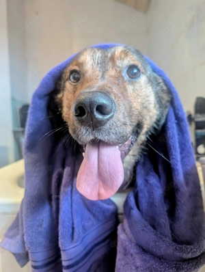 Sharo, dein neuer bester Freund auf 4 Pfoten Bild 2