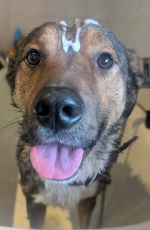 Sharo, dein neuer bester Freund auf 4 Pfoten Bild 4