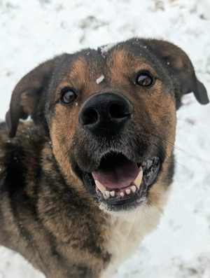 Sharo, dein neuer bester Freund auf 4 Pfoten Bild 3