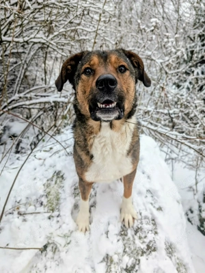 Sharo, dein neuer bester Freund auf 4 Pfoten Bild 5