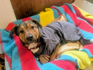 Sharo, dein neuer bester Freund auf 4 Pfoten Bild 6