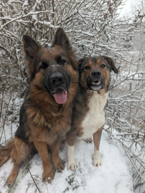 Sharo, dein neuer bester Freund auf 4 Pfoten Bild 8