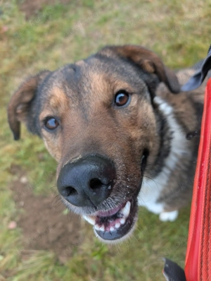 Sharo, dein neuer bester Freund auf 4 Pfoten