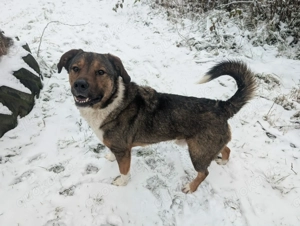 Sharo, dein neuer bester Freund auf 4 Pfoten Bild 7