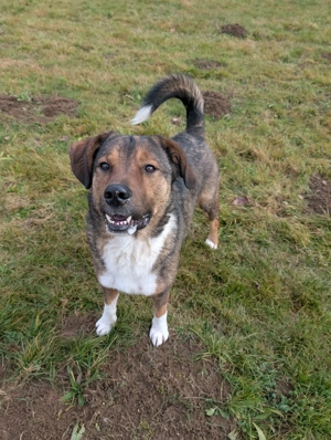 Sharo, dein neuer bester Freund auf 4 Pfoten Bild 9