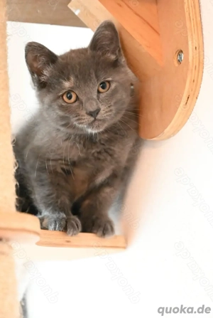 Kitte sucht neues zuhause 