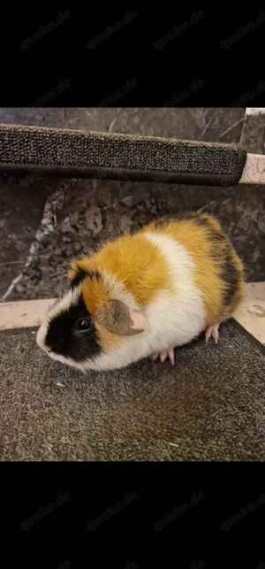 Meerschweinchen Böcke