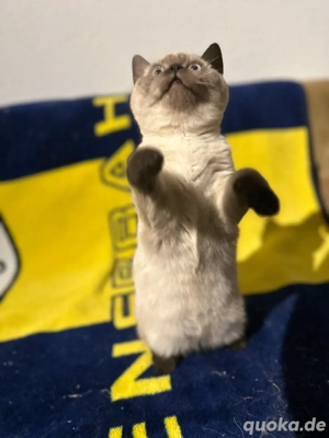 Zauberhaftes BKH-Kitten in Grau   liebevolles Mädchen sucht ein warmes Zuhause